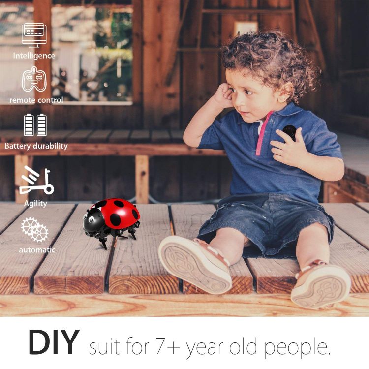 DIY Ladybug Robot